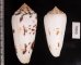シノノメイモ Conus gubernatorfig.2