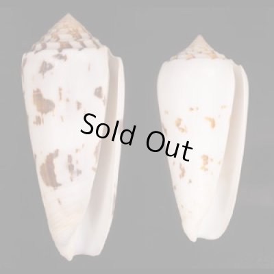シノノメイモ Conus gubernatorfig.1