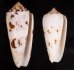 シノノメイモ Conus gubernatorfig.1