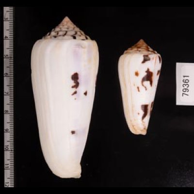 シノノメイモ Conus gubernatorfig.2