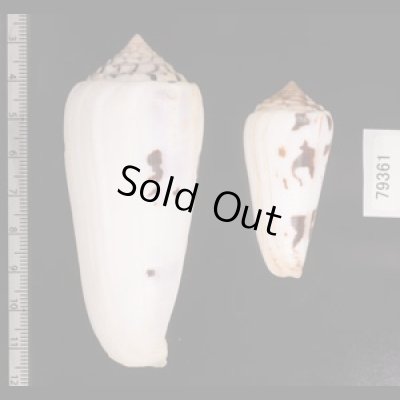 シノノメイモ Conus gubernatorfig.2