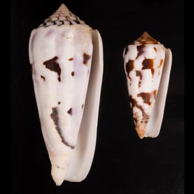 シノノメイモ Conus gubernatorfig.1