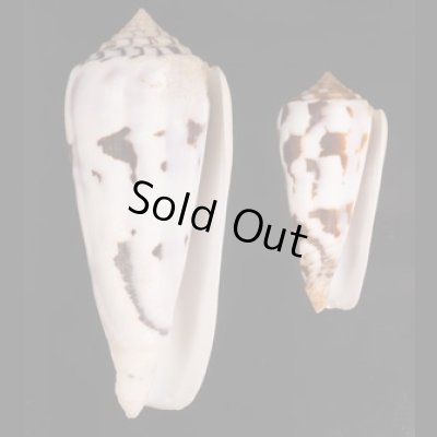 シノノメイモ Conus gubernatorfig.1