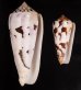 シノノメイモ Conus gubernatorfig.1