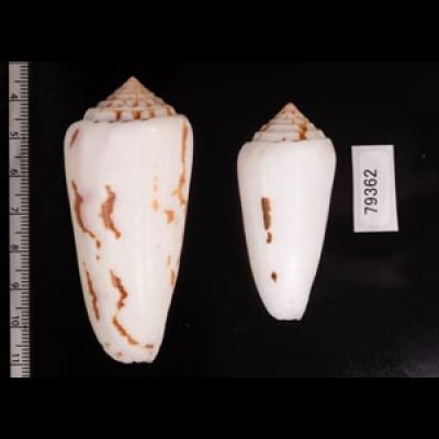 シノノメイモ Conus gubernatorfig.2