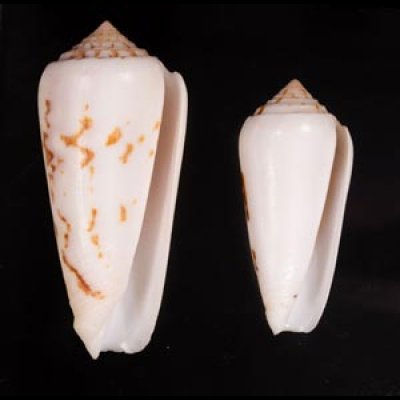 シノノメイモ Conus gubernatorfig.1