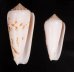 シノノメイモ Conus gubernatorfig.1