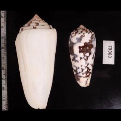 シノノメイモ Conus gubernatorfig.2