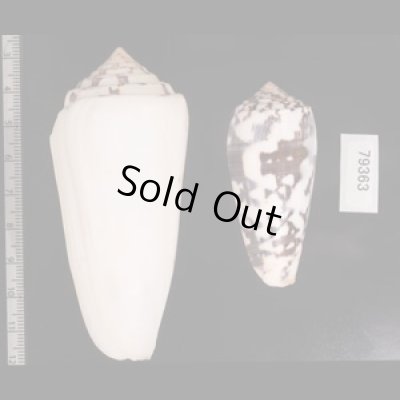 シノノメイモ Conus gubernatorfig.2