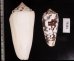 シノノメイモ Conus gubernatorfig.2
