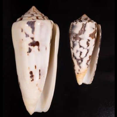 シノノメイモ Conus gubernatorfig.1