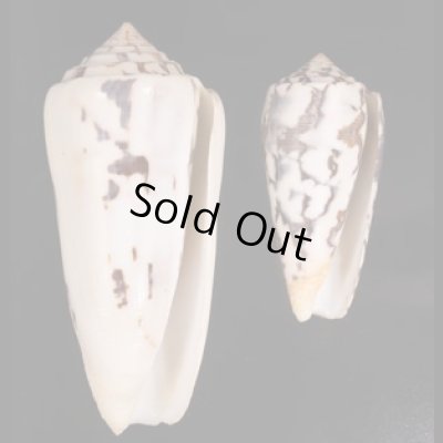 シノノメイモ Conus gubernatorfig.1