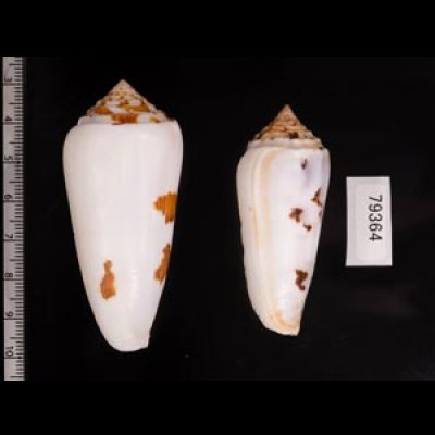 シノノメイモ Conus gubernatorfig.2