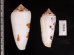 シノノメイモ Conus gubernatorfig.2