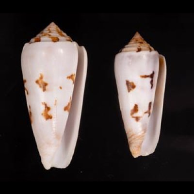 シノノメイモ Conus gubernatorfig.1