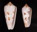 シノノメイモ Conus gubernatorfig.1
