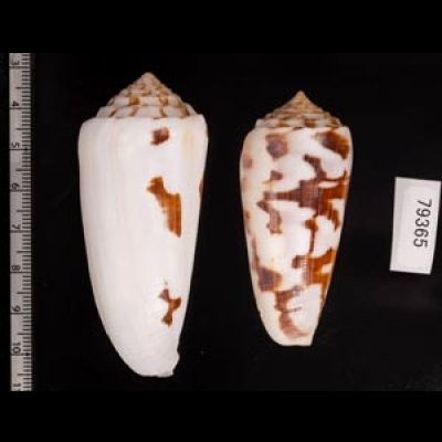 シノノメイモ Conus gubernatorfig.2