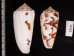 シノノメイモ Conus gubernatorfig.2