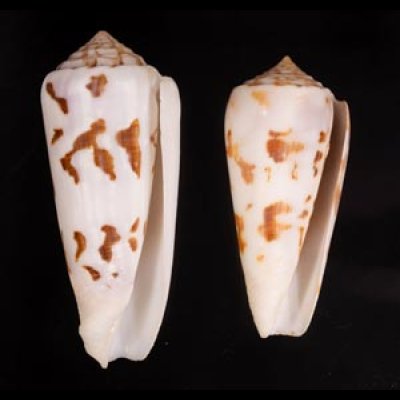 シノノメイモ Conus gubernatorfig.1