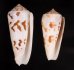 シノノメイモ Conus gubernatorfig.1