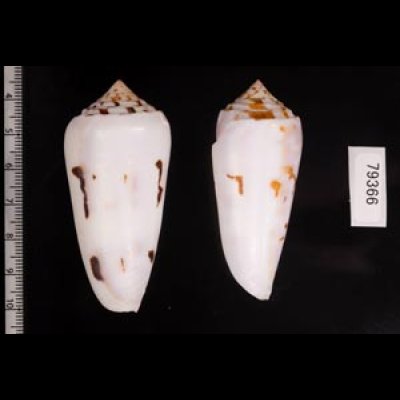 シノノメイモ Conus gubernatorfig.2