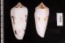 シノノメイモ Conus gubernatorfig.2