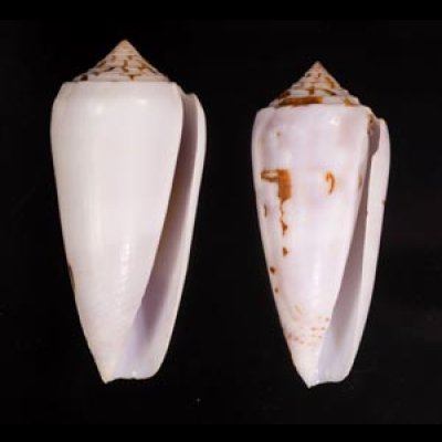 シノノメイモ Conus gubernatorfig.1