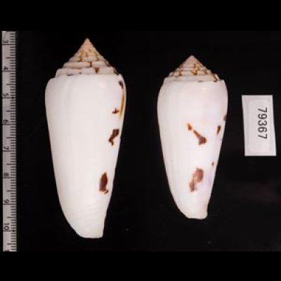 シノノメイモ Conus gubernatorfig.2