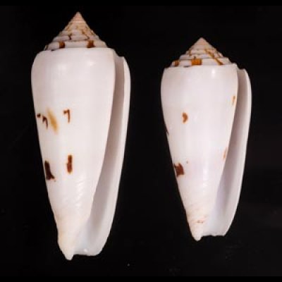 シノノメイモ Conus gubernatorfig.1