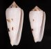 シノノメイモ Conus gubernatorfig.1