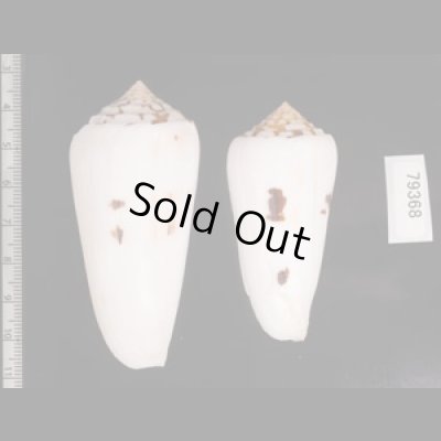 シノノメイモ Conus gubernatorfig.2