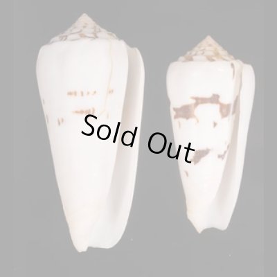 シノノメイモ Conus gubernatorfig.1