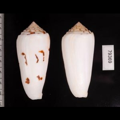 シノノメイモ Conus gubernatorfig.2