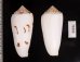 シノノメイモ Conus gubernatorfig.2