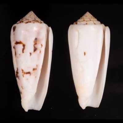 シノノメイモ Conus gubernatorfig.1