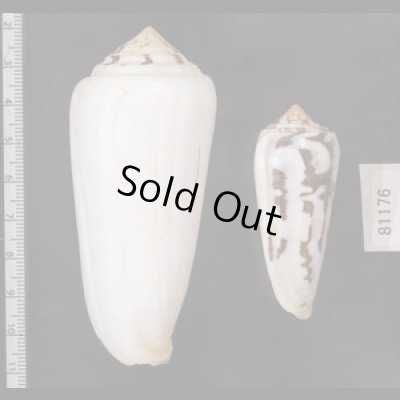 画像2: シノノメイモ