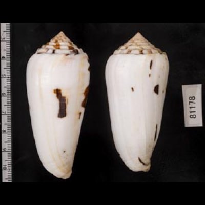 画像2: シノノメイモ