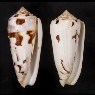 画像1: シノノメイモ