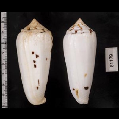 画像2: シノノメイモ