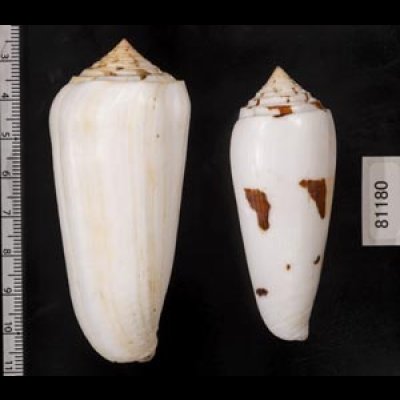 画像2: シノノメイモ