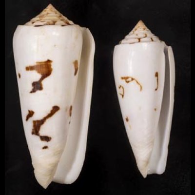 画像1: シノノメイモ