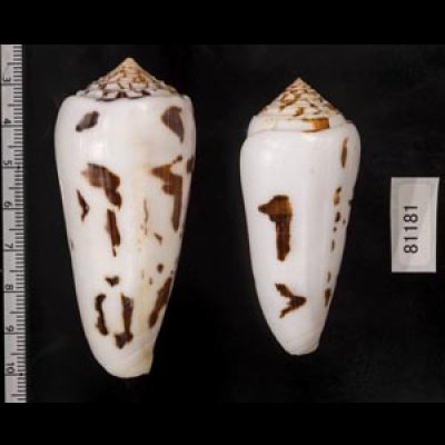 画像2: シノノメイモ