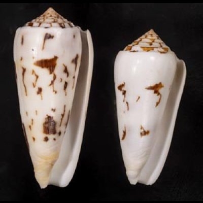 画像1: シノノメイモ