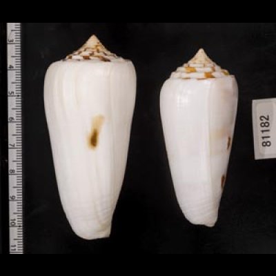 画像2: シノノメイモ