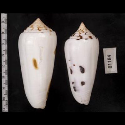 画像2: シノノメイモ