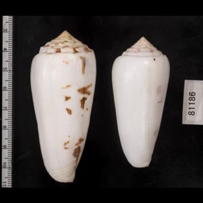 画像2: シノノメイモ