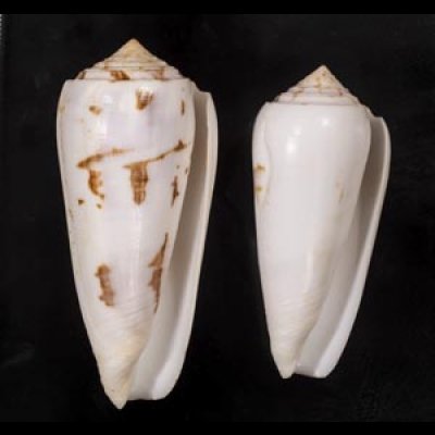 画像1: シノノメイモ