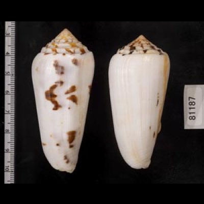 画像2: シノノメイモ