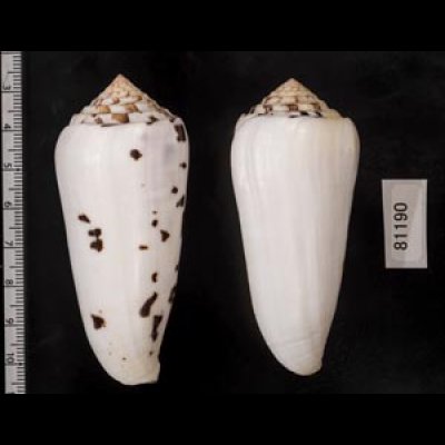 画像2: シノノメイモ