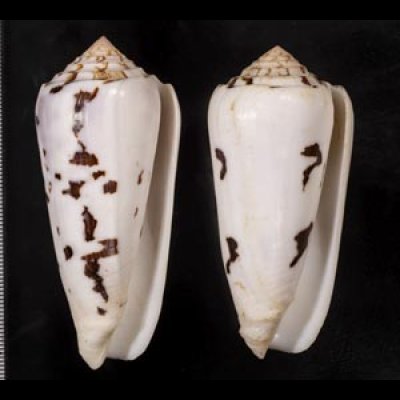 画像1: シノノメイモ